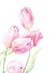 watercolor illustration of light pink tulips on white background. hand drawn illustration