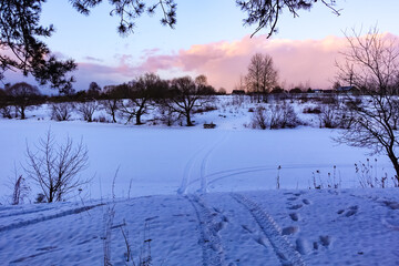 Winter evening. Snow field with small bushes. Pink light on the cloud.