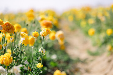 field of yellow flowers