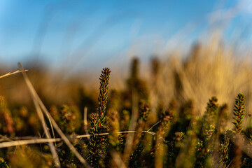 green heather plant in national park thy denmark in winter