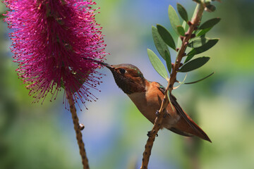 Male Allen's hummingbird feeding on Bottle Brush flower.