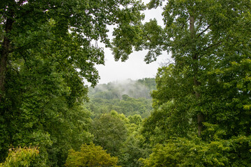 Obraz na płótnie Canvas Misty Mountains through the Trees