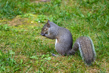 Squirrel with Eyes Closed