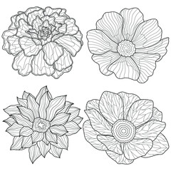 Isolated flowers on a white background.Coloring book antistress for children and adults. Illustration isolated on white background.Zen-tangle style. Hand draw