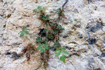 Natural natural stone, stone tunnel of a mountain river ,inert material used for construction work and decorative decoration, close-up.
