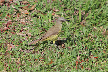Fototapeta premium Tropical Kingbird (Suiriri, Tyrannus melancholicus) in Brazil.