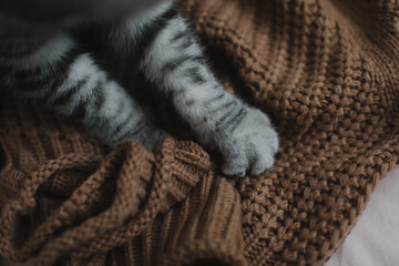 Fototapeta na wymiar Fluffy cat paws on a warm knitted sweater. Cozy home atmosphere