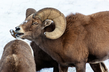 Bighorn sheep ram in the snow