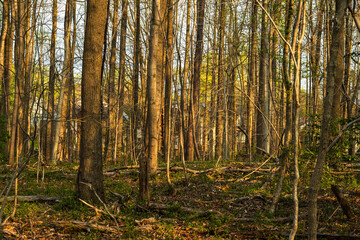 Fototapeta premium Morning Sunlight in Hidden Oaks