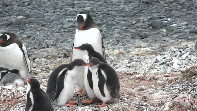 Penguins in Antarctica. Global warming and wildlife. Penguins standing on the rocks in the Antarctic peninsula.