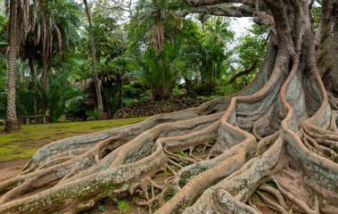 Ficus macrophylla or Australian Banyan tree in the Jose Canto Botanical Garden in Ponta Delgada....