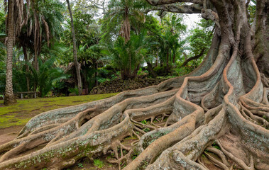 Ficus macrophylla or Australian Banyan tree in the Jose Canto Botanical Garden in Ponta Delgada. Sao Miguel island. Azores, Portugal. 