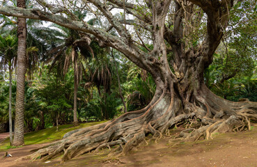 Ficus macrophylla or Australian Banyan tree in the Jose Canto Botanical Garden in Ponta Delgada. Sao Miguel island. Azores, Portugal. 