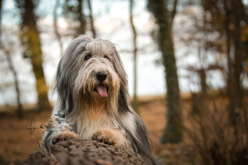 Bearded collie is lying on stub. It is autumn photoshooting in nature.