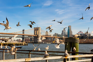 gulls taking flight in front of the brooklyn bridge