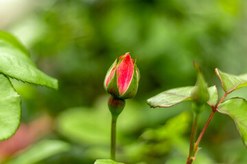Naklejka na ściany i meble A red rose bud on a green blurred background