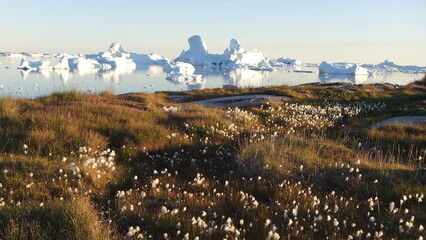 łąka z białymi kwiatami  oraz morze pokryte krą i górami lodowymi w sezonie letnim na grenlandii - obrazy, fototapety, plakaty