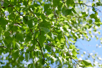 Green leaves on the sky background