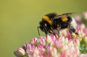 Gartenhummel auf dem Mauerpfeffer