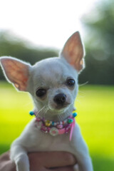 Chihuahua cachorro mirando a cámara con collar muy bonito. 