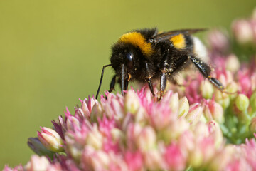 Gartenhummel auf einer Fetthenne