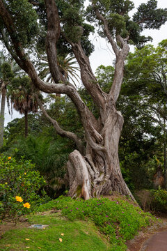 Metrosideros excelsa or New Zealand Christmas Tree in Jose Canto Botanical Garden in Ponta Delgada. The island of S&atilde;o Miguel. Azores, Portugal.