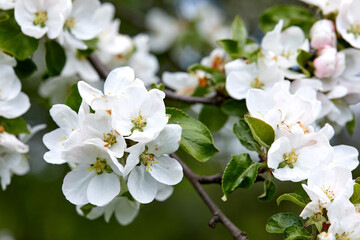 spring tree with white flowers