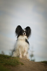 Papillon is sitting in the grass. It is autumn portret.