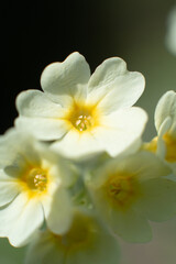 Plakat yellow daffodil flower