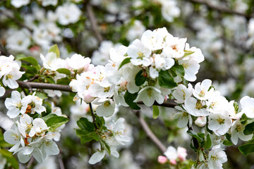 spring tree with white flowers