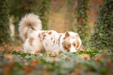 Naklejka na ściany i meble Australian shepherd is standing in the leaves in the forest. Autumn photoshooting in park.