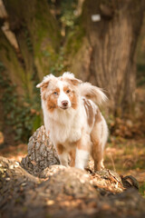 Australian shepherd is going on the log in forest. It is autumn portret.