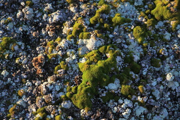 zielone porosty pokrywające skaliste wybrzeże grenlandii - 482908444