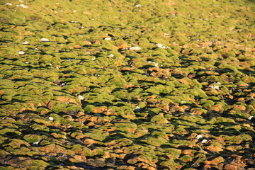 zielone porosty pokrywające skaliste wybrzeże grenlandii