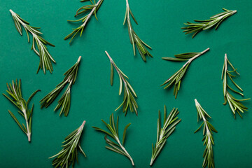 Rosemary food background with rosemary branches on clean simple minimal green paper background from above flat lay composition banner with space for text