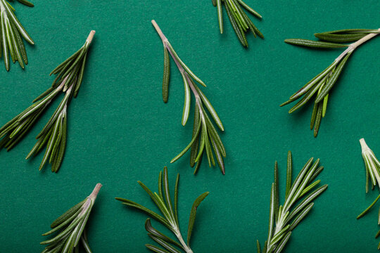 Rosemary food background with rosemary branches on clean simple minimal green paper background from above flat lay composition banner with space for text