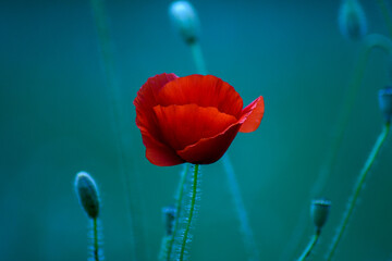 red poppy on blue background