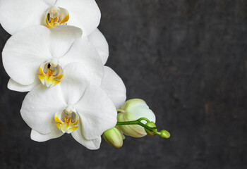 Close up white orchid on dark background. Copy space