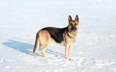 Fototapeta na wymiar Eastern European Shepherd in winter