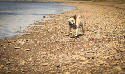 Fototapeta premium dog on the beach