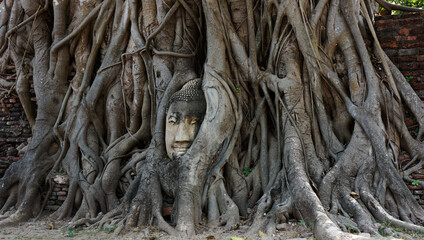 Buddha face in the woods