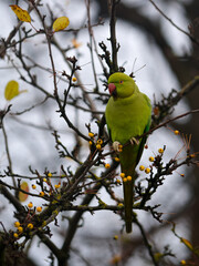 A parrot living in the wild on the Serpentine Bridge in Hyde Park
