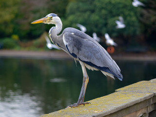 A gray heron living in the wild on the Serpentine Bridge in Hyde Park