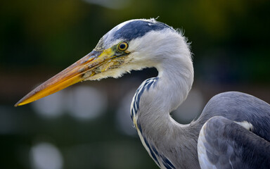 A gray heron living in the wild on the Serpentine Bridge in Hyde Park