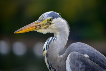 A gray heron living in the wild on the Serpentine Bridge in Hyde Park