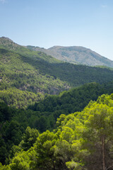 Fototapeta na wymiar Bosque verde entre montañas.