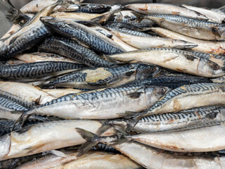 Group of the fresh mackerel in the metal tray for sale.