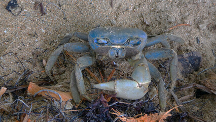 blue crab on the beach