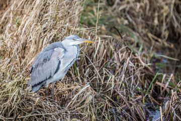 Close-up Great Blue Heron, Ardea cinerea, among brown withered and riparian plants on bank of swamp ditch waiting for passing prey
