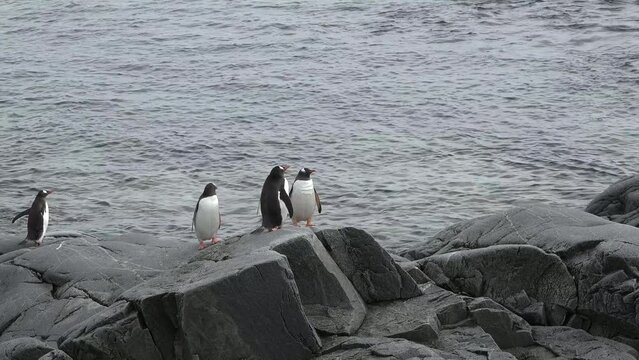 Penguins in Antarctica. Global warming and wildlife. Penguins standing on the rocks in the Antarctic peninsula.